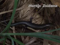 [Plestiodon]